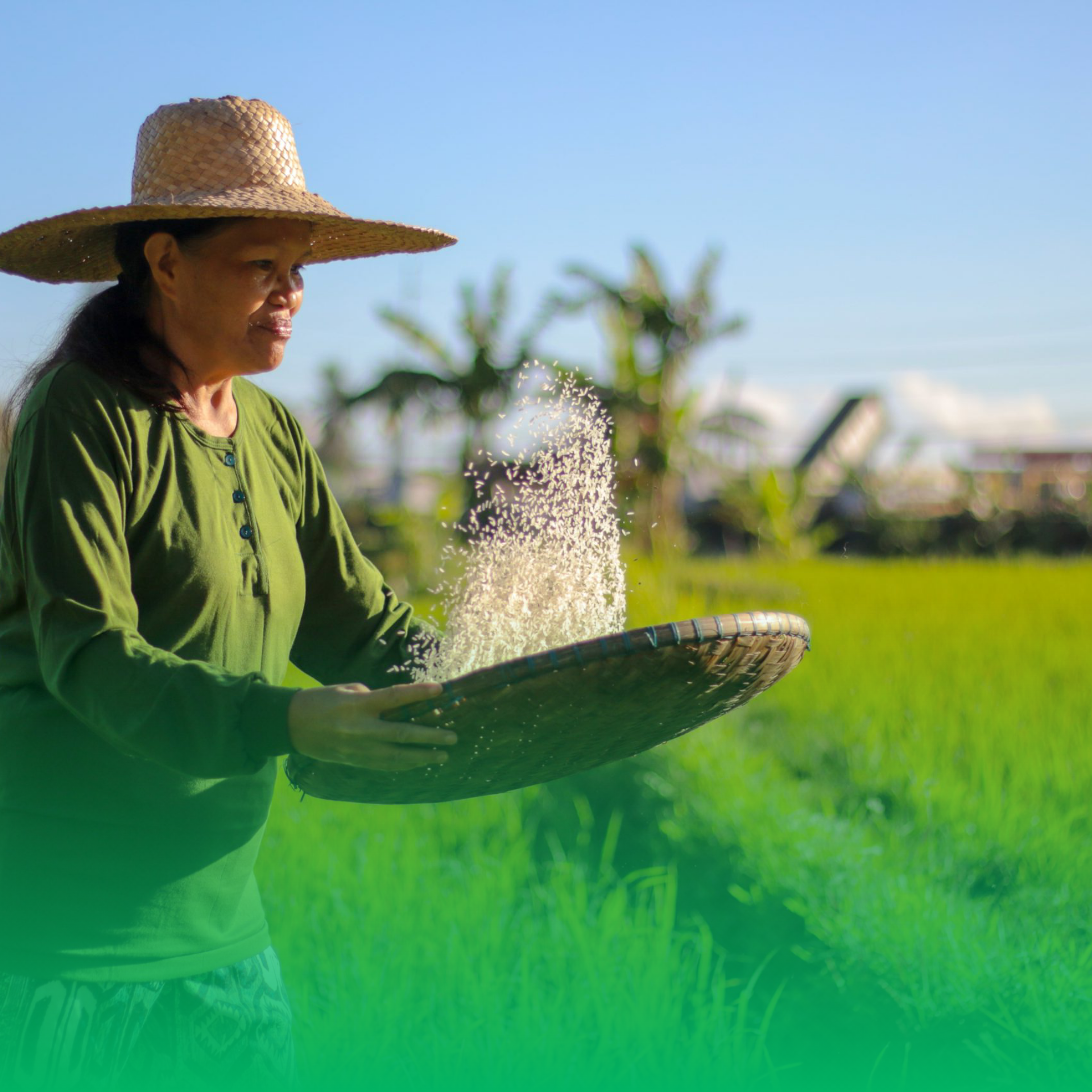 Farmer in rice field